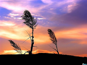 Plants, Landscape, Sunset, Sky HD wallpaper