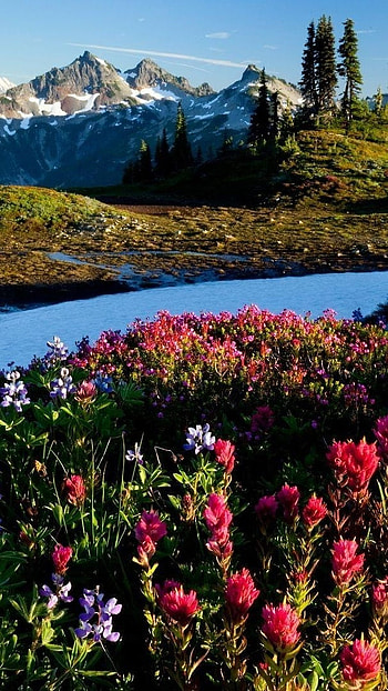 Flowers , River Background, river, background, flowers HD phone wallpaper