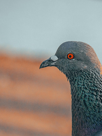 Animals, Bird, Beak, Profile, Dove HD phone wallpaper