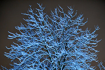 Snowy branches, night, winter, frozen, color, landscape, colors, beautiful, beauty, snow, branches, nature, sky HD wallpaper