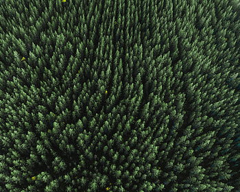 Tops, Nature, Trees, View From Above, Top, Coniferous, Forest HD wallpaper