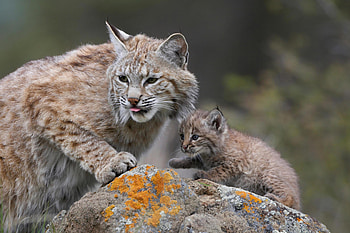 ....Bob cat...''Red Lynx'', kitten, wild cat, nature, lovely HD wallpaper