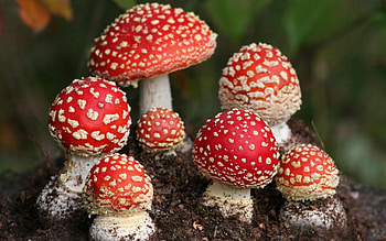 Amanita, Nature, Mushrooms HD wallpaper
