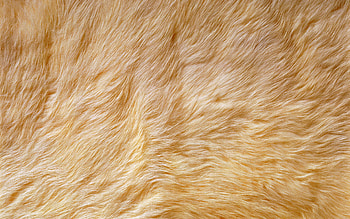 Light Brown Fur Background Pattern HD wallpaper
