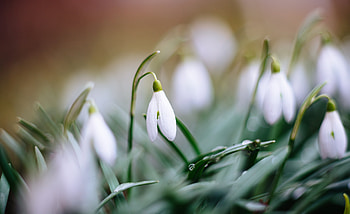 Snowdrops, Flowers, Macro, Spring, Drops HD wallpaper