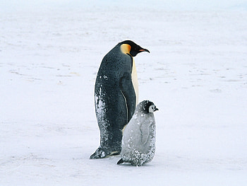 Penguin, Baby penguins, , Cute and fluffy HD wallpaper