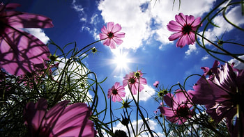 Flowers, Sky, Clouds HD wallpaper