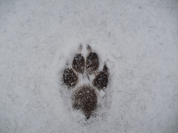 footprint, dog, foot, snow HD wallpaper