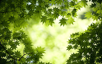 Leafy backgrounds, Botanical wonders, Nature's palette, Greenery paradise HD wallpaper