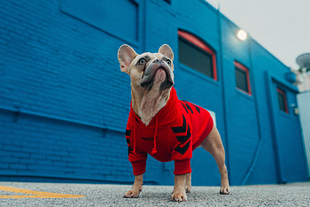 Funny, Animals, Dog, Pet, Pug HD wallpaper
