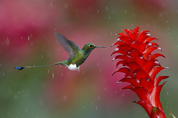 Animals, Humming-Birds, Plant, Bird, Flight HD wallpaper