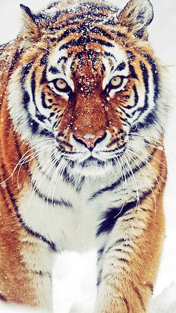 Graceful Tiger, Striking beauty, Captivating gaze, Pristine wilderness HD phone wallpaper