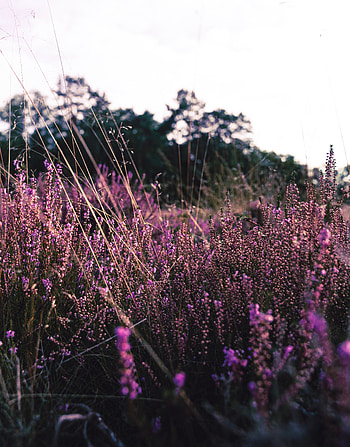 Nature, Flowers, Violet, Bloom, Flowering, Field, Purple, Lavender HD phone wallpaper