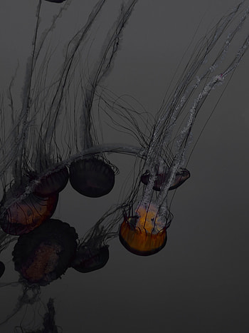 Animals, Jellyfish, Swimming, Dark, Glow, Underwater World, Tentacles HD phone wallpaper