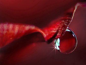 Macro, Rose Flower, Rose, Drop, Petal HD wallpaper