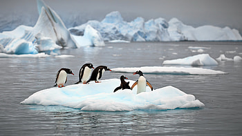Nature, The ocean, Alexander Perov section, Animals HD wallpaper