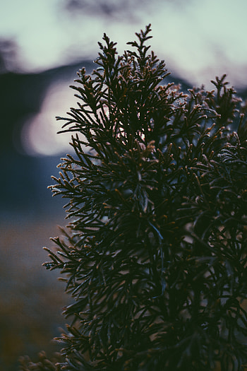 Drops, Plant, Macro, Blur, Smooth, Branch HD phone wallpaper