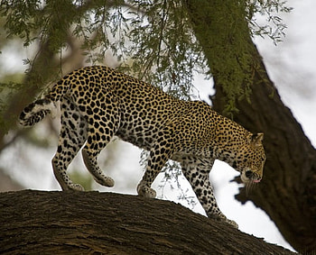 climbing the tree, in the tree, leopard HD wallpaper