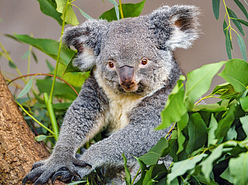 Animals, Grey, Wildlife, Animal, Koala HD wallpaper