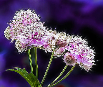 Simply pretty, wildflowers, leaves, pink and white, blue background, green stems HD wallpaper