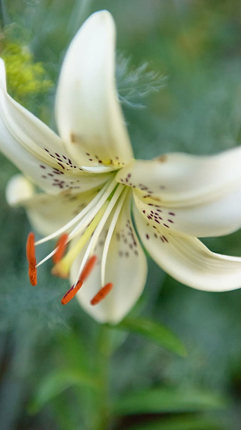 Lily, White Lily HD phone wallpaper