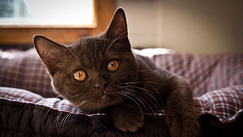 Animals, Dark, Cat, To Lie Down, Lie, Muzzle, Shadow, Sight, Opinion HD wallpaper
