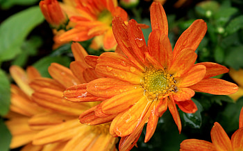 Flowers, Dew, Daisies HD wallpaper