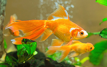 Gold Fish, Goldfish , Background , no keywords available HD wallpaper