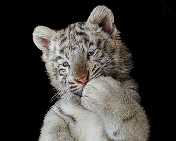 Cute White Tiger Cub, white-tiger, cub, tiger, animals HD wallpaper