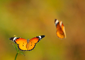 Butterflies, Macro, Shine, Light, Flight, Greased, Smeared HD wallpaper