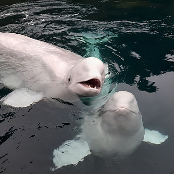 Beluga Whales, land safely, Iceland, Arctic beauty HD phone wallpaper