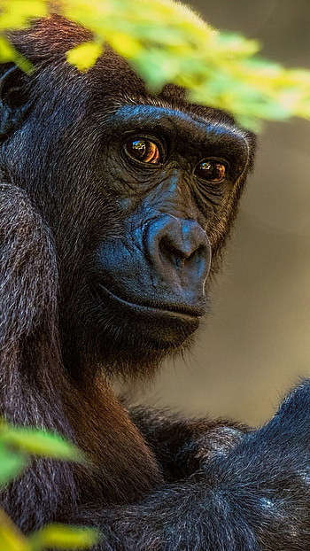 Wild primate portrait, Majestic orangutan, Tree-dwelling creatures, Nature's marvel HD phone wallpaper