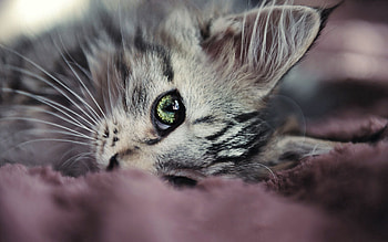 Animals, Kitty, Kitten, Muzzle, Eyes, Sight, Opinion, Nice, Sweetheart HD wallpaper