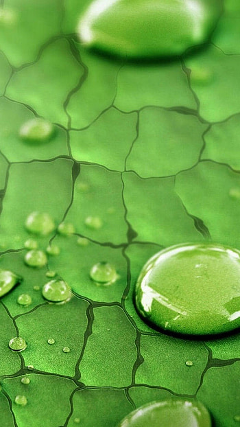 Green leaf, Nature's beauty, Vibrant foliage, Freshness HD phone wallpaper