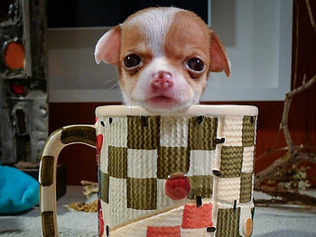 CUP OF CUTENESS, CUTE, PUPPY, , CUP HD wallpaper