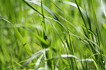 Grass, Macro, Greens HD wallpaper