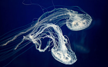 jellyfish , Adorable ocean creatures, Jellyfish in their element HD wallpaper