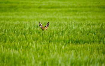 Grass, Minimalism, Hide, Ears, Fawn HD wallpaper