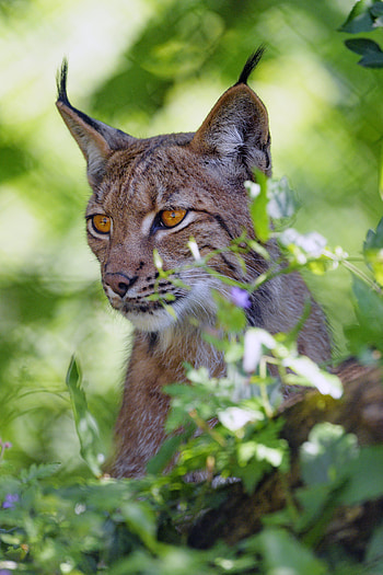 Animals, Iris, Big Cat, Sight, Opinion, Animal HD phone wallpaper