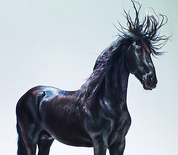 Gust of wind, wind, mane, horse, black, stallion HD wallpaper