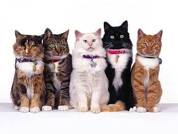 Animals, Cats HD wallpaper