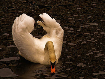 Swan, cool, beautiful HD wallpaper