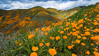 Yellow Flowers Green Grass Leaves Plants Mountains Slope White Clouds Blue Sky Background Flowers HD wallpaper