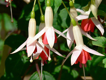 WHITE AND RED FUSHIA, white, flowers, fushia, red HD wallpaper