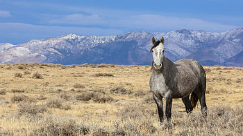 Horse , Resolution HD wallpaper
