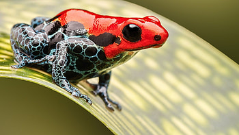 Poison dart frogs , Colorful amphibians, collection, Animal graphy HD wallpaper