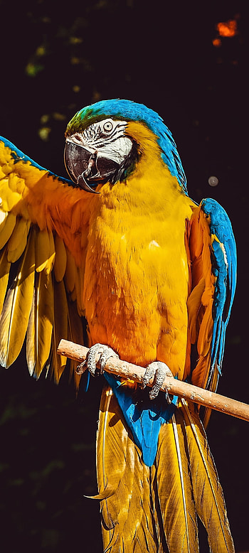 Macaw Parrot , feather, blue, nature, bird, yellow, animal HD phone wallpaper