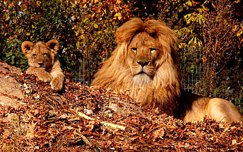 Animals, Autumn, Leaves, Young, Lion, Mane, Joey HD wallpaper
