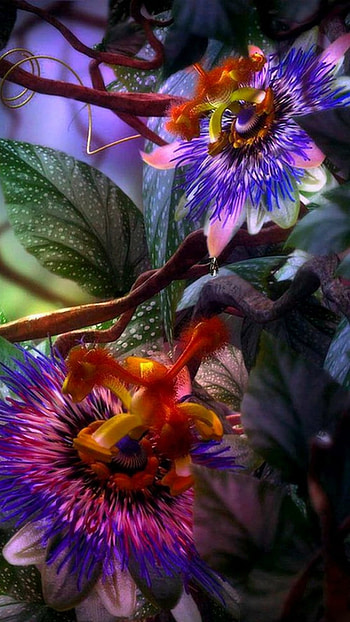 Krishna Kamal, Flowers HD phone wallpaper