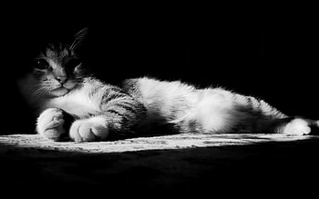 Complitely silence, cats, animals, nice, black and white HD wallpaper
